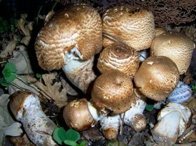 Agaricus augustus