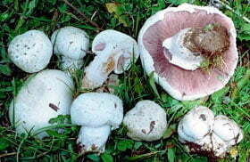 Agaricus campestris