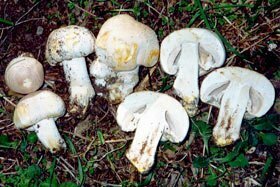 Agaricus xanthodermus