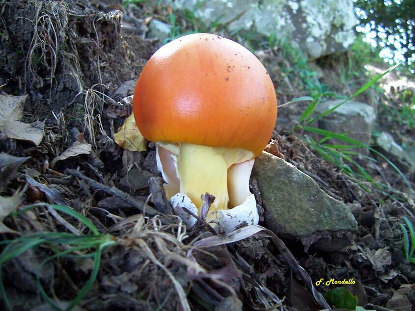 Andar per funghi: Amanita caesarea