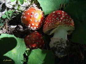 Amanita muscaria