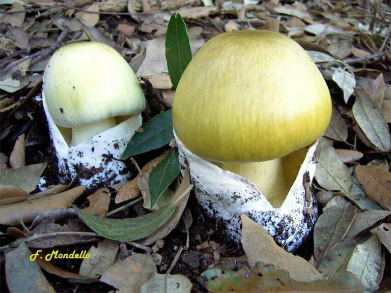 Amanita phalloides