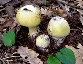 Amanita phalloides