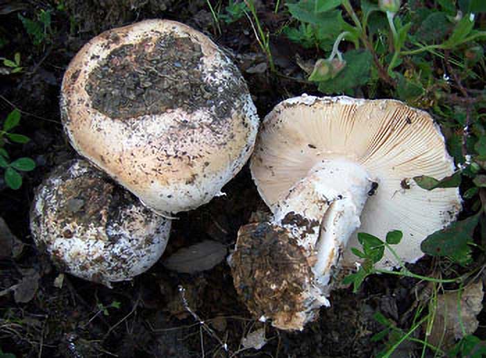 Amanita ponderosa un fungo rarissimo ritrovato sui Peloritani
