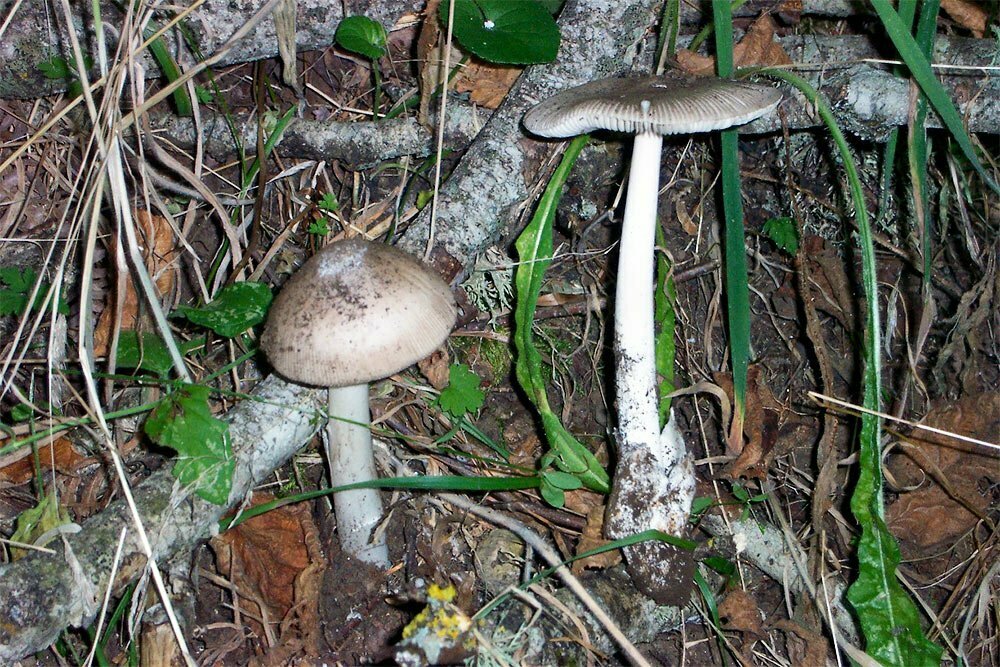 Amanita vaginata