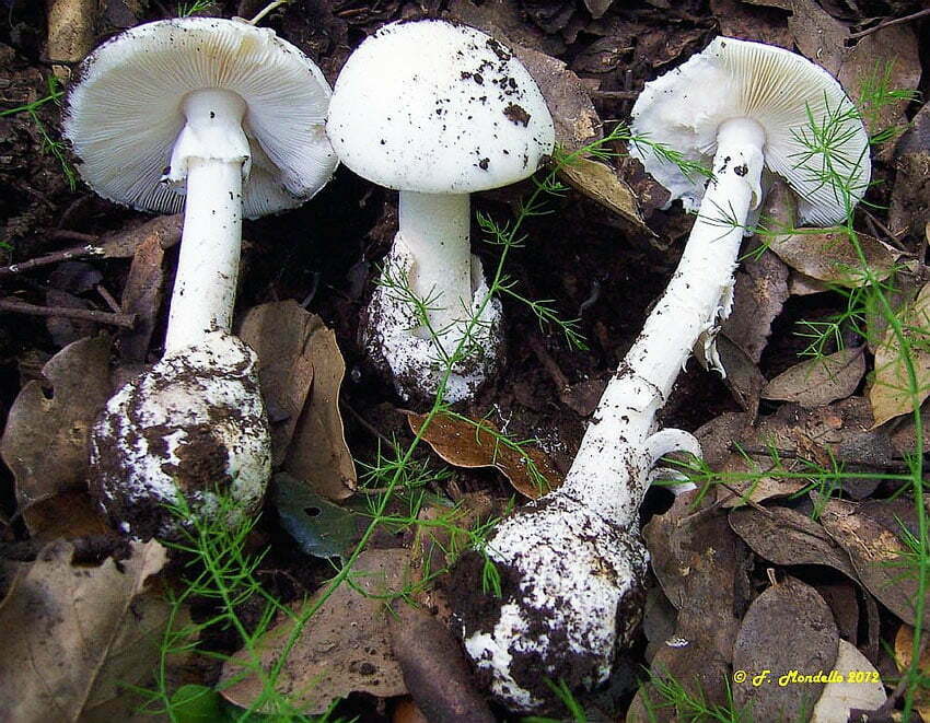 Amanita verna