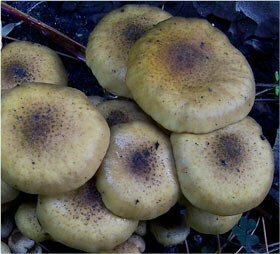 Armillaria mellea