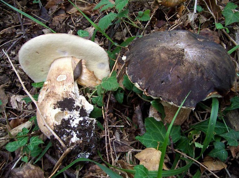 Boletus aerus