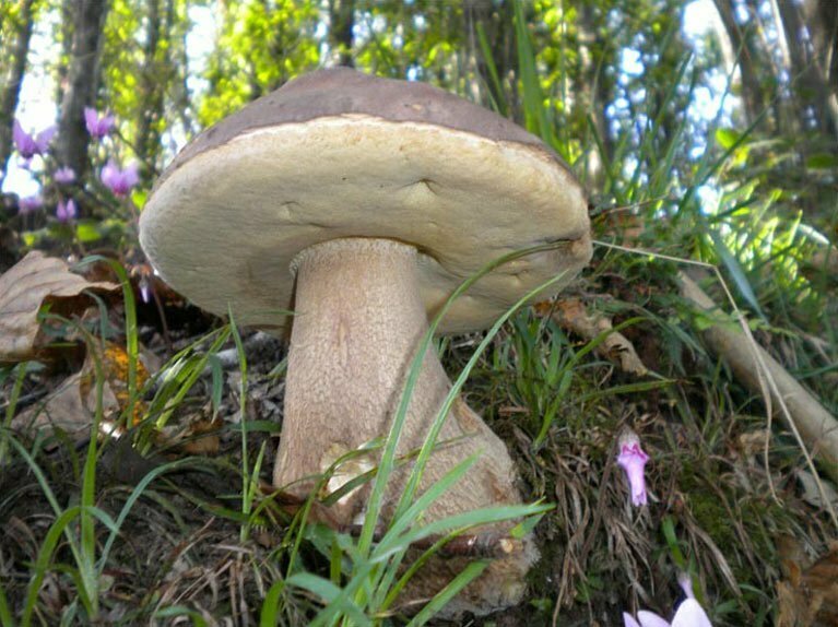 Boletus aestivalis