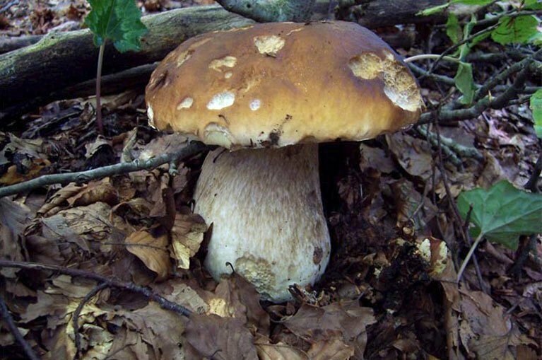 Boletus edulis