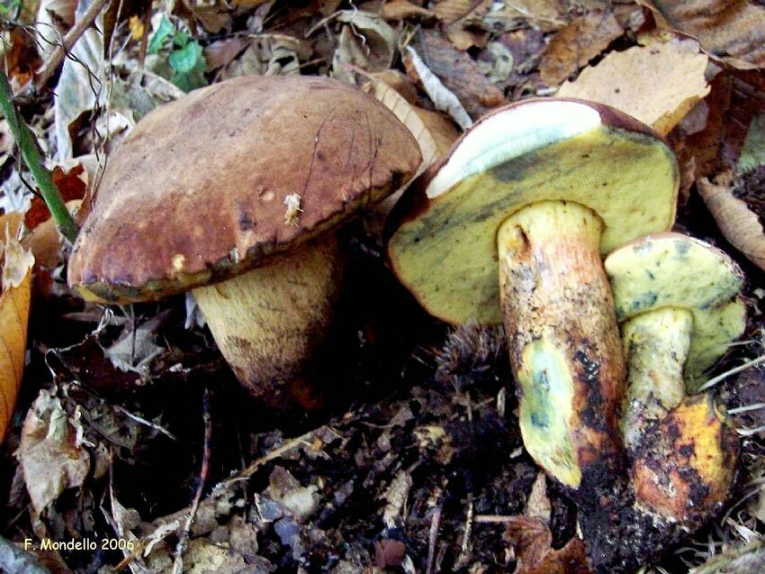 Boletus fragrans