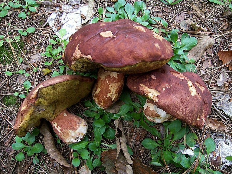 Boletus pinophilus