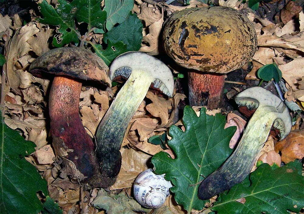 Boletus luridus