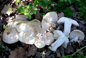 Calocybe gambosa