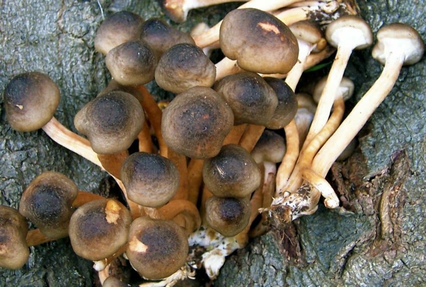 Andar per funghi….. “Il Chiodino”