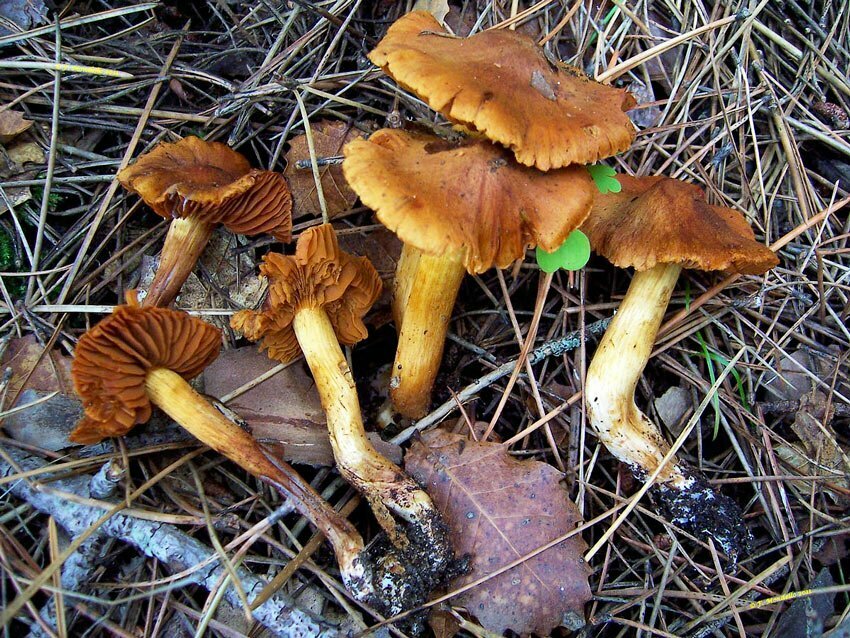 Cortinarius orellanus