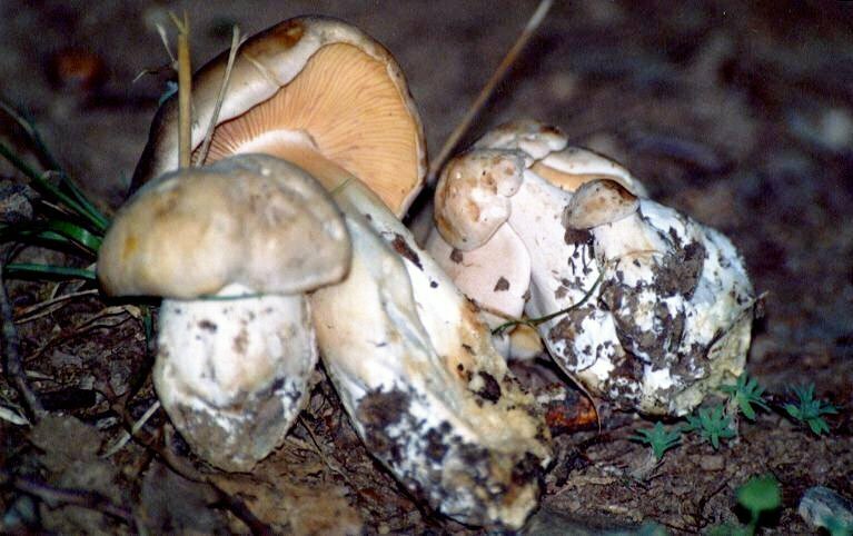 Entoloma sinuatum