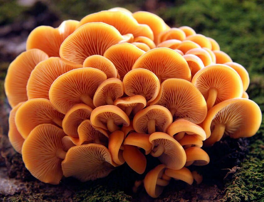 Andar per funghi anche in inverno Flammulina velutipes