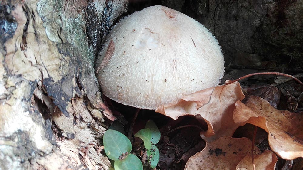 Volvariella bombycina