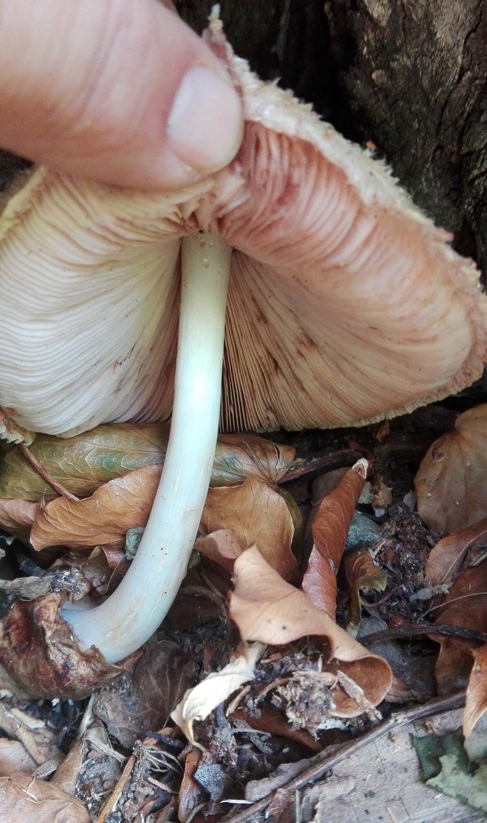 Volvariella bombycina