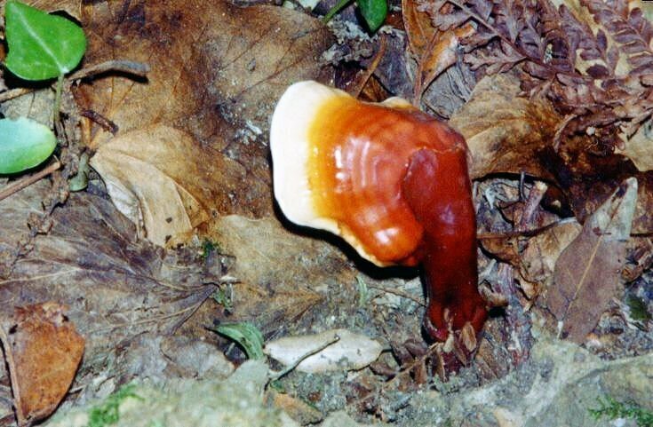 Ganoderma lucidum