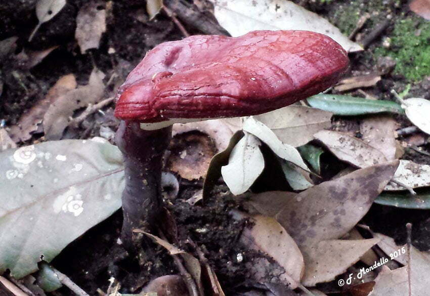 Ganoderma lucidum