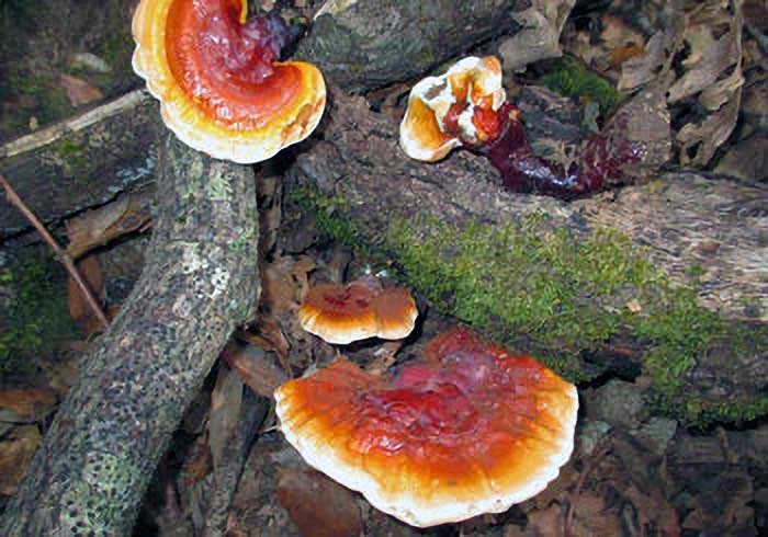 Ganoderma lucidum (Curtis) P. Karst