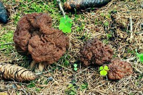 Gyromitra esculenta