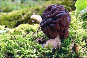 Gyromitra esculenta