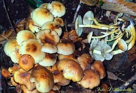 Hypholoma fasciculare