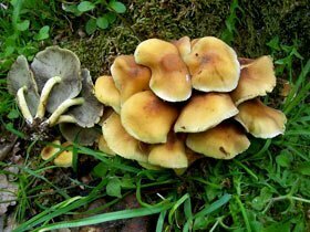 Hypholoma fasciculare