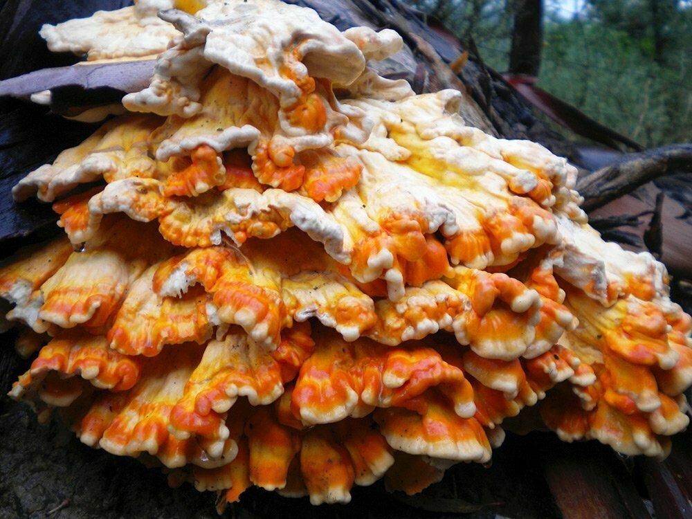 Laetiporus sulphureus (Bull.) Murrill