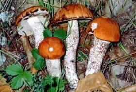 Leccinum aurantiacum