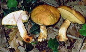 Leccinum lepidum