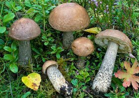 Andar per Funghi: i Leccini