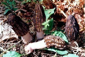 Morchella conica