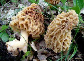 Morchella esculenta