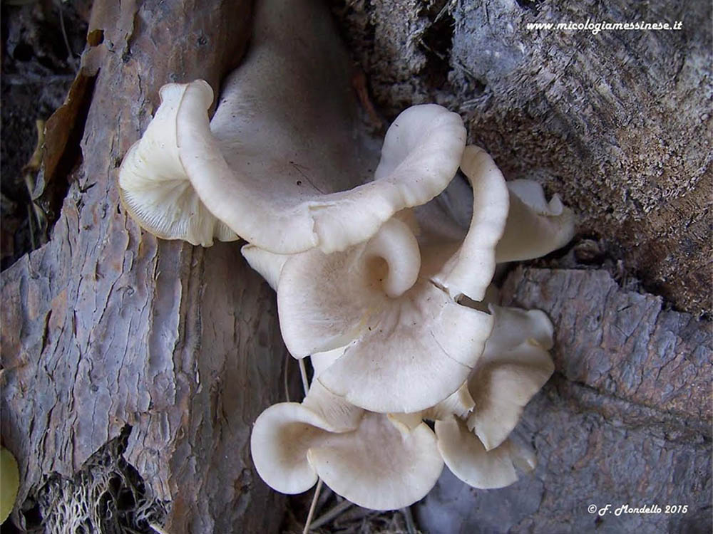 Pleurotus opuntiae (Durieu & Lévillé) Saccardo