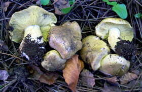 Tricholoma equestre