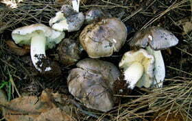 Tricholoma portentosum