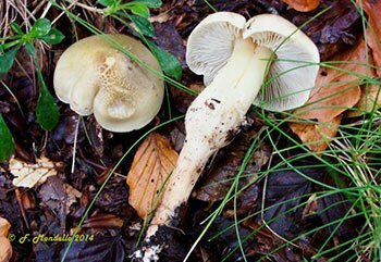 Tricholoma saponaceum