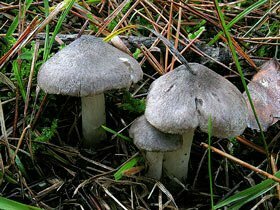 Tricholoma terreum