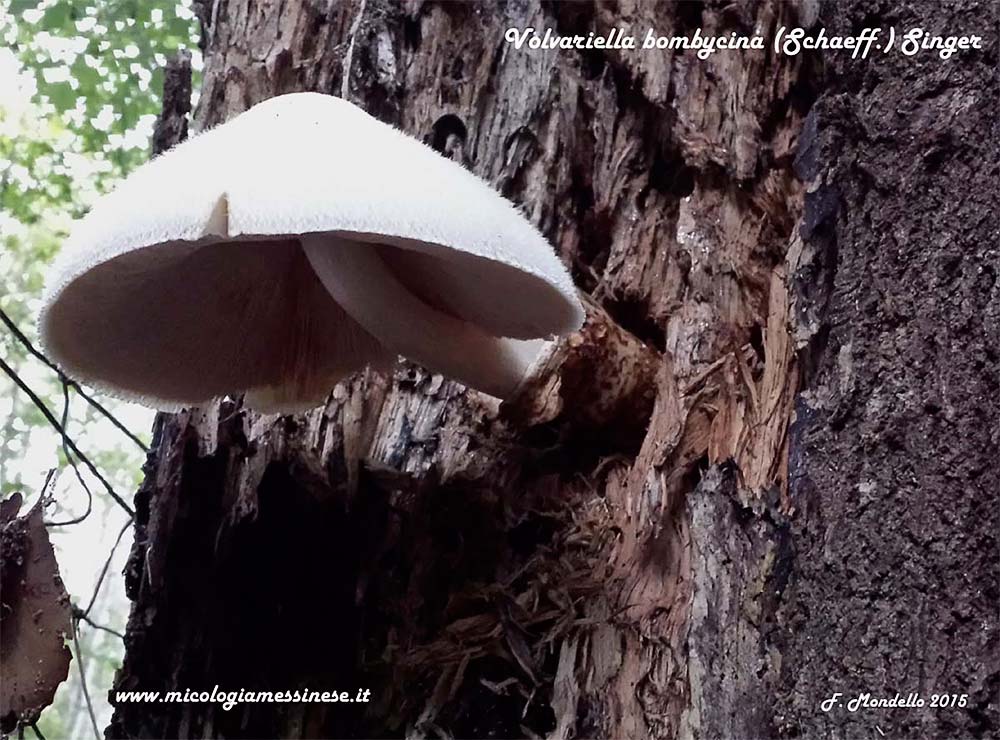 Volvariella bombycina (Schaeff.) Singer