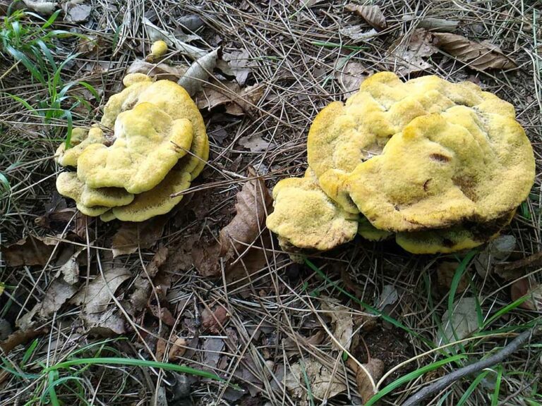 Phaeolus Schweinitzii in fase di maturazione