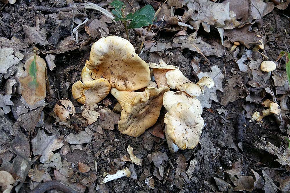 Cantharellus alborufescens