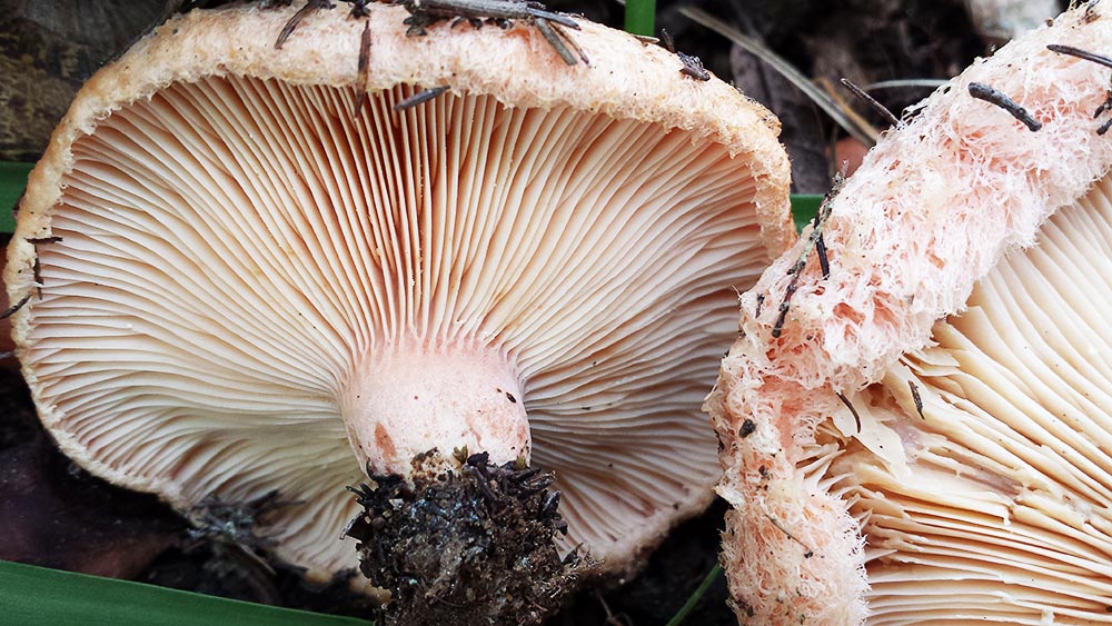 Lactarius tesquorum MalenÇon 1979