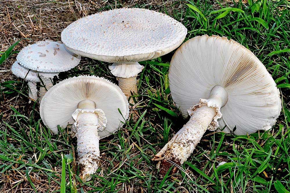 Amanita vittadinii