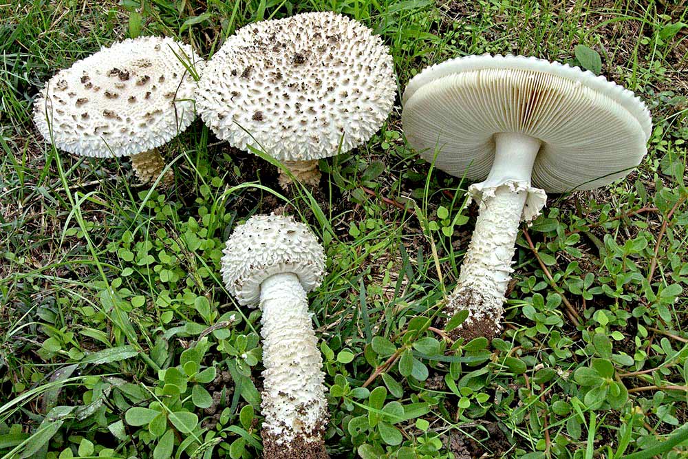 Amanita vittadinii