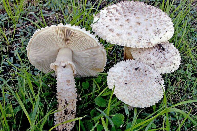 Amanita vittadinii