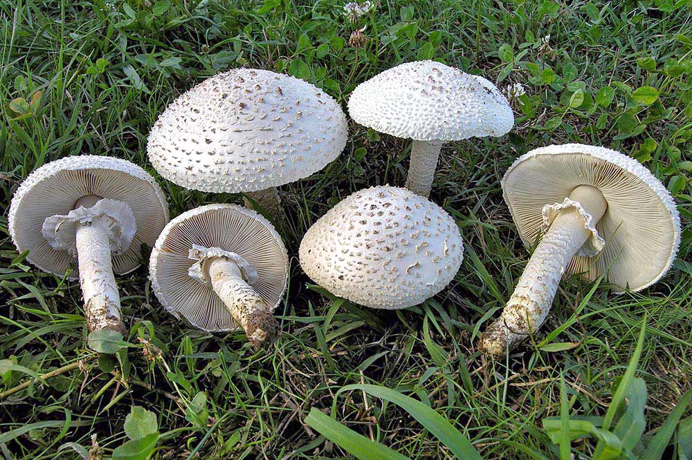 Amanita vittadinii